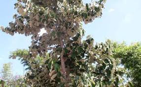 Image result for Pterospermum acerifolium