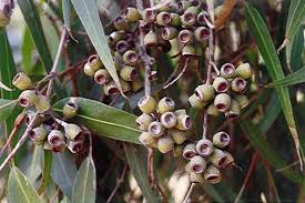 Image result for Eucalyptus citriodora