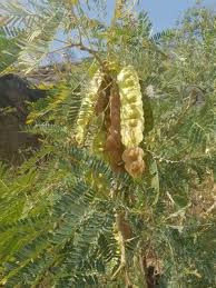 Image result for Entada abyssinica