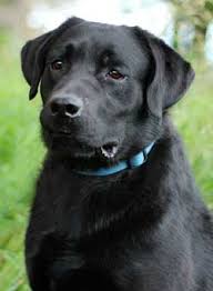 May 12, 2021 · beaver ridge labradors is a small akc labrador retriever breeder located in southeast minnesota (mn). Male Labrador Retrievers