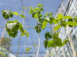 Image result for Karomia