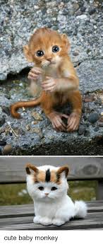 If you purchase infant monkeys from a quality breeder, it may cost between $10,000 and $12,000. Cute Baby Monkey Cute Meme On Me Me