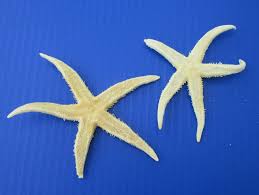 Maybe you would like to learn more about one of these? 4 To 4 3 4 Inches Extra Large Flat Starfish For Sale In Bulk Sun Dried For Crafts