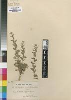 Image result for Indigofera bainesii