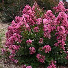 We did not find results for: Lagerstroemia Peppermint Mocha Pp32244 Walters Gardens Inc