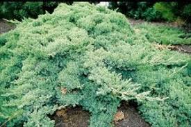 Dwarf Japanese Garden Juniper Juniperus Procumbens Nana Shrub Evergreen Fullsun Partsun Japanese Garden Garden Shrubs Plants