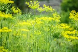Image result for Apiaceae