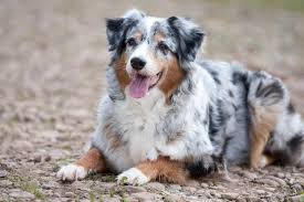 Australian kelpie / german shepherd dog (short coat). Australian Shepherd Welpen Von Hubenthals Aussies Australian Shepherd Welpen Welpen Australian Shepherd