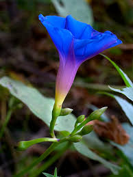 Image result for Ipomoea parasitica