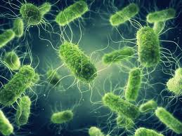 Many of the pathogenic serovars of the s. How Do Invasive Salmonella Isolates Evade Immune Responses Mrc Weatherall Institute Of Molecular Medicine