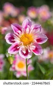 Image result for Dahlia sp. (cultivar)