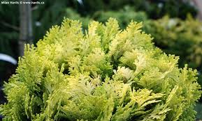 Image result for Humularia minima
