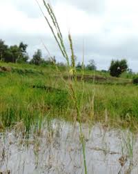 Image result for Oryza longistaminata