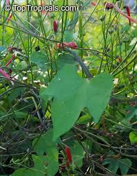 Image result for Ipomoea hederifolia