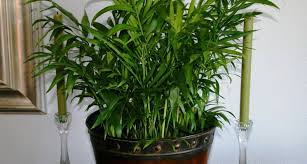 Conosciuta come tronchetto della felicità, la pianta di yucca è ideale per vivacizzare gli ambienti interni di casa. Piante Per Interni Piante Appartamento Piante Da Interno