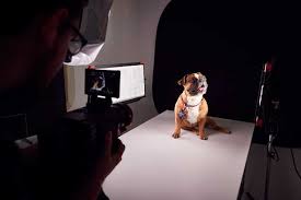View samples of their pet pictures from past pet photo sessions to get pet photo ideas. 13 Jobs Working With Dogs Consider These Career Options