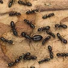 It's important to find a pest control company that abides by best practices natural pest control tips. Active Pest Control Management Pest Termite Control Loveday Street Oran Park Nsw 2570 Australia