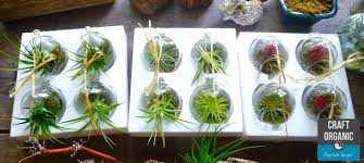 Air plants, called tillandsia, grow to be a variety of different sizes, so it's worth picking the ones you want before choosing a terrarium container. Air Plant In Mini Terrarium Tips