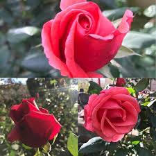 صور من فلسطين mohammad omar hamdan instagram photos and videos photo instagram photo photo and video