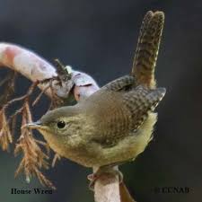Please visit us if you are interested in any specific items. House Wren Troglodytes Aedon North American Birds Birds Of North America