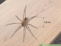 how to identify a brown recluse 11 steps with pictures