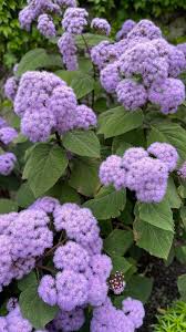 Image result for Indigofera sordida