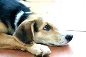 Aspirin Canine Dosage Dog Chart For Dogs Vs Dose Arthritis
