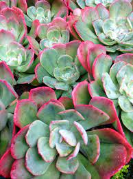 A echeveria green light é uma das mais especiais para a gente, pois nasceu aqui na produção. Echeveria Delight Showing It S Winter Colour ë‹¤ìœ¡ ì‹ë¬¼