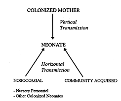 Image result for Group B Streptococcus Prophylaxis