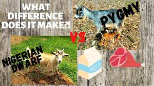 Check spelling or type a new query. Whats The Difference Pygmy Goats Vs Nigerian Dwarf Goats Which Breed Is The Best Pet Goat Youtube