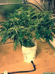 Ebb flow flood and drain hydroponic system green vibrant. Rx Green Solutions Grow Better 2 Part Ferts Ebb N Grow Flood Drain Buckets 420 Magazine