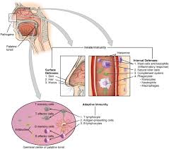 21 2 barrier defenses and the innate immune response