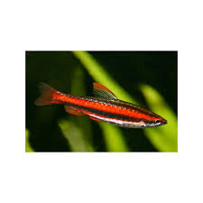 Nanos = small, and the latin stomus = relating to the mouth; Nannostomus Beckfordi Red 2 3 Cm Pesce Matita Dorato Rosso Pencilfish
