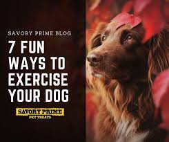 It S Important To Give Our Dogs Plenty Of Daily Exercises It Not Only Mentally And Physically Stimulates Them But It Helps Keep Th Dogs Dog Exercise Your Dog
