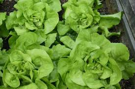 Maybe you would like to learn more about one of these? Growing Lettuce Home Gardener S Guide Clean Air Gardening