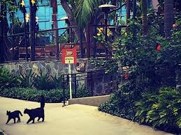 Dogs will play frisbee with you all afternoon and cats will take a three hour nap. Disneyland Cats Are Feral And Help Control Pests In The Park
