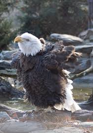 Birds That Look Like Eagles Bald Eagle Impersonating A Chicken Bald Eagle Eagle Pictures Birds Of Prey