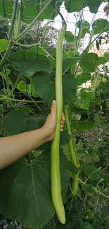 It can also be planted in late summer for fall harvest in mild climates. How To Grow Cucuzza Get The Longest Squash Ever Green Thumb Kitchen