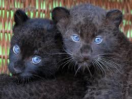 Последние твиты от black leopards fc (@lidodaduvha). Baby Black Leopards Pixdaus Beautiful Cats Animals Beautiful Wild Cats