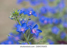 Image result for Lysimachia monelli