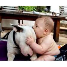 Baby Mum Mum The Most Trusted Rice Based Teething Biscuits Teething On Everything Dogears Bebes Animaux Chiot Labrador Chocolat Chien