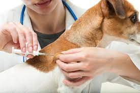 Dog Microchipping Ingleside Animal Hospital