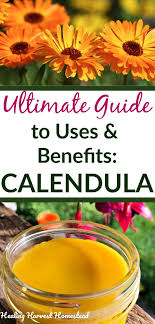 Calendula An Herb For Your Medicinal And Tea Garden Plus Everything You Need To Know About It Bene In 2020 Herbalism Herbs For Health Tea Garden