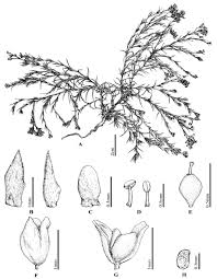 Image result for Polycarpaea