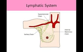 C502 upper inner quadrant (uiq) of breast. Breast Anatomy And Physiology Ultrasound Registry Review