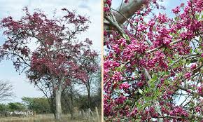 Image result for Securidaca longepedunculata