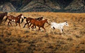 Flicka The Saddle Club Wallpaper Wild Horses In Wyoming Horses Wild Horses Running Horse Pictures