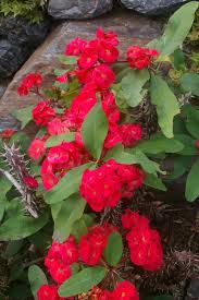 Image result for Euphorbia lissosperma