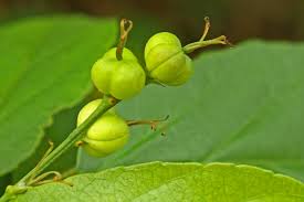 Image result for Alchornea laxiflora