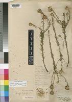 Image result for Vernonia orchidorrhiza